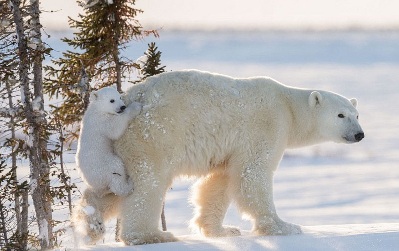 Galeria: Fotos da vida selvagem de todo mundo competem em exibi??o de fotografia