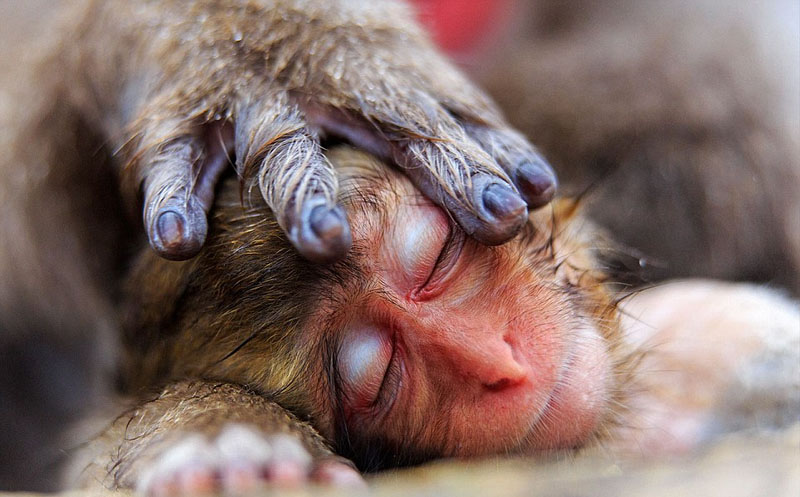 Galeria: Fotos da vida selvagem de todo mundo competem em exibi??o de fotografia