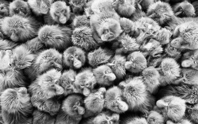 Galeria: Fotos da vida selvagem de todo mundo competem em exibi??o de fotografia