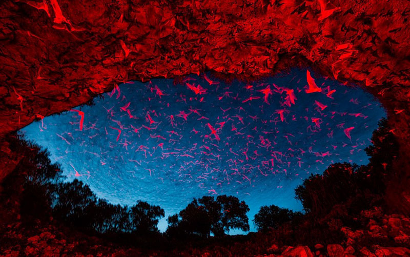 Galeria: Fotos da vida selvagem de todo mundo competem em exibi??o de fotografia