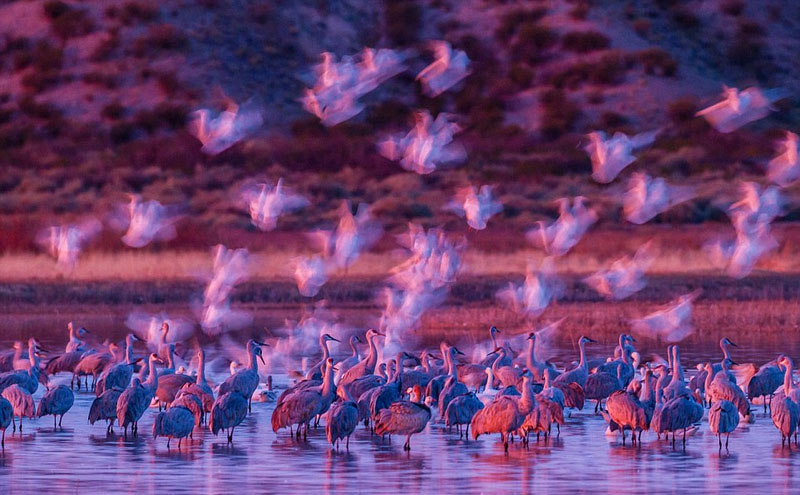 Galeria: Fotos da vida selvagem de todo mundo competem em exibi??o de fotografia