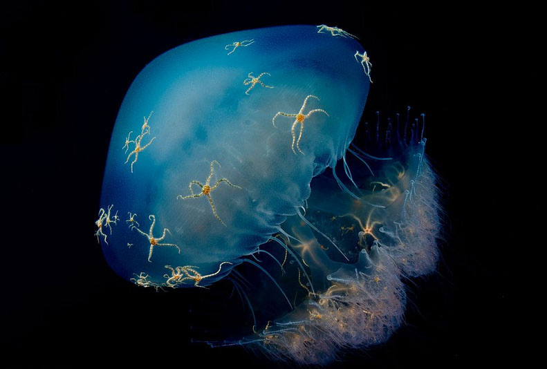 Galeria: Fotos da vida selvagem de todo mundo competem em exibi??o de fotografia