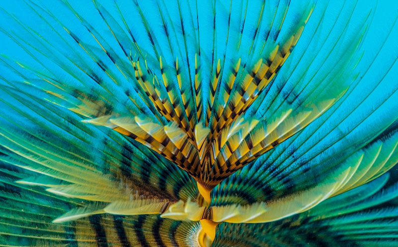 Galeria: Fotos da vida selvagem de todo mundo competem em exibi??o de fotografia