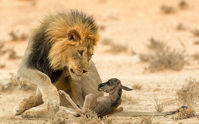 Galeria: Fotos da vida selvagem de todo mundo competem em exibi??o de fotografia