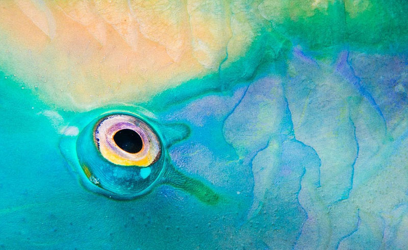 Galeria: Fotos da vida selvagem de todo mundo competem em exibi??o de fotografia