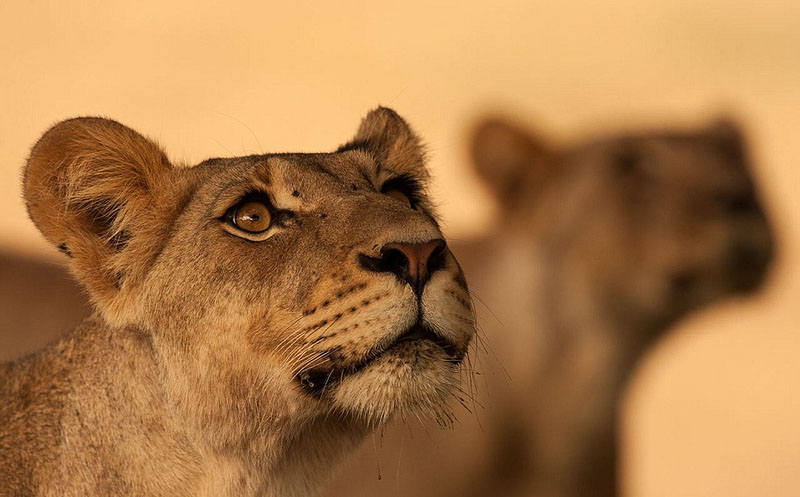 Galeria: Fotos da vida selvagem de todo mundo competem em exibi??o de fotografia