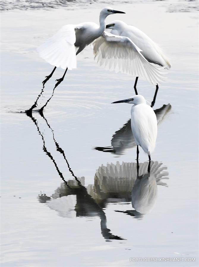 Gar?as descansam em um pantanal em Taiwan