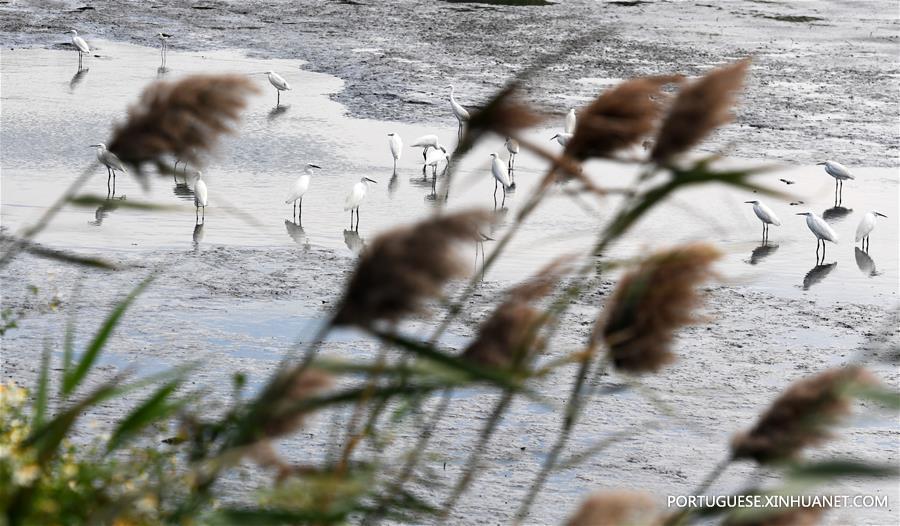 Gar?as descansam em um pantanal em Taiwan