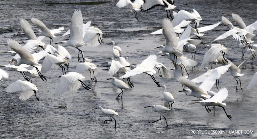 Gar?as descansam em um pantanal em Taiwan