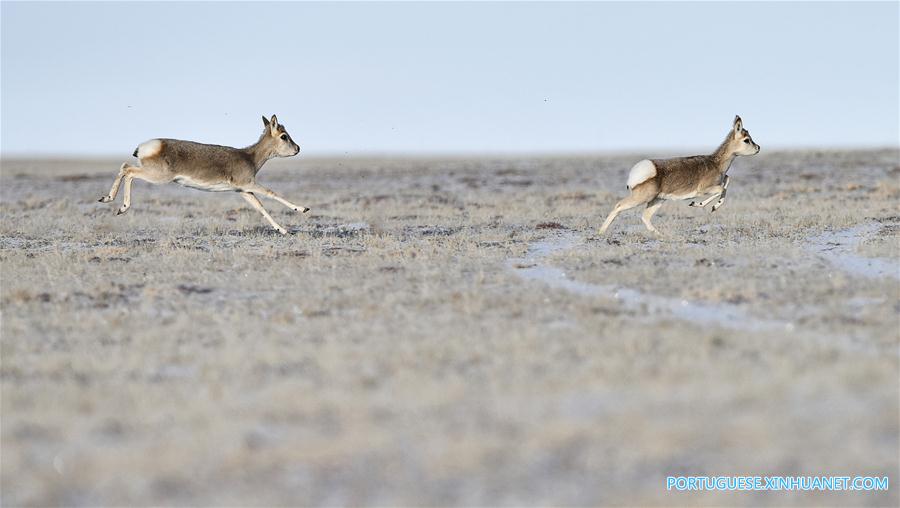 Vida selvagem se expande em Sanjiangyuan da província de Qinghai