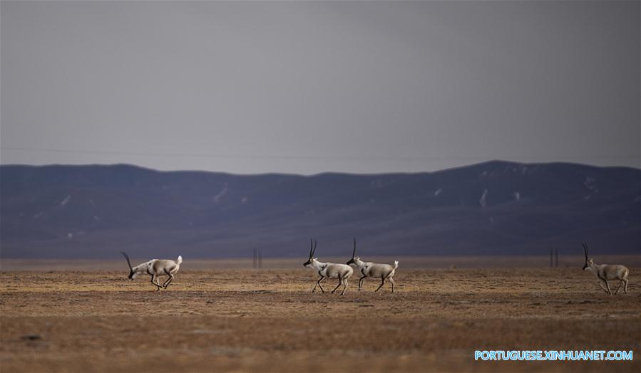 Vida selvagem se expande em Sanjiangyuan da província de Qinghai