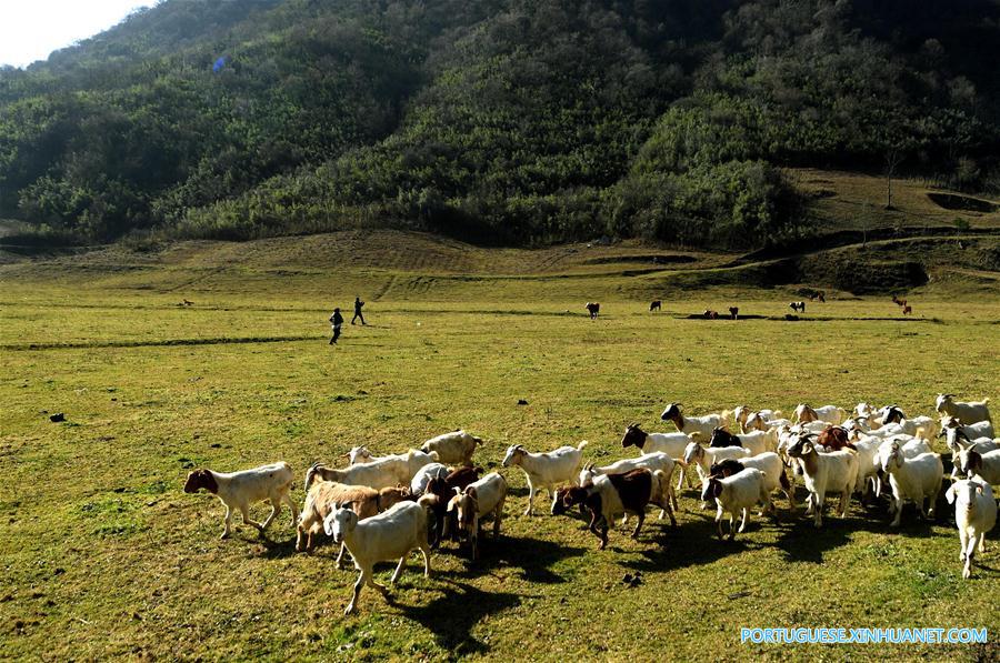 Paisagem da floresta de bambu selvagem na província de Shaanxi