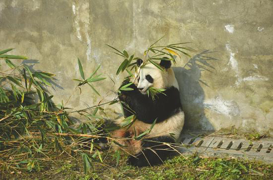 Pandas gigantes voltam dos EUA e se adaptam à vida na China