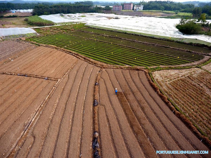 Agricultores colhem vegetais no sul da China