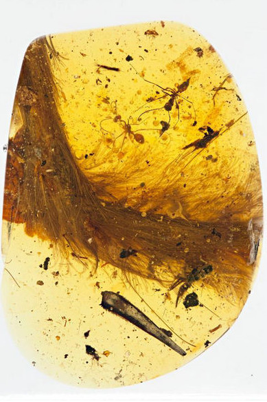 Cauda de dinossauro conservada em ambar encontrada por cientistas chineses e estrangeiros