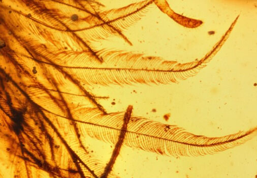 Cauda de dinossauro conservada em ambar encontrada por cientistas chineses e estrangeiros