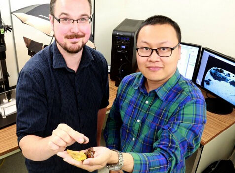 Cauda de dinossauro conservada em ambar encontrada por cientistas chineses e estrangeiros