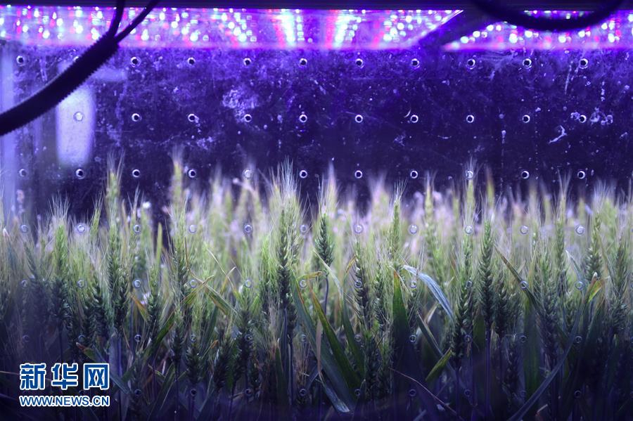 China realiza experiência sobre sobrevivência humana no espa?o