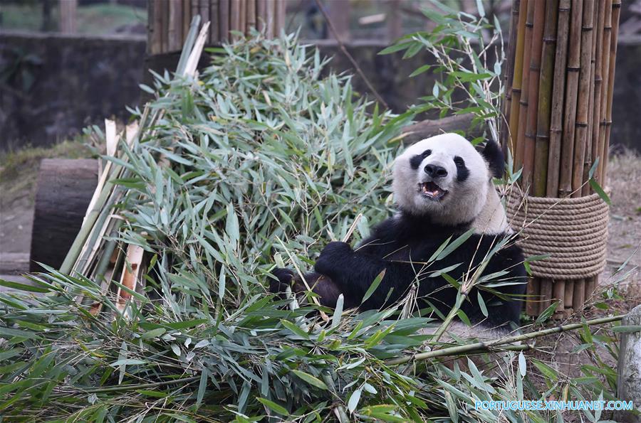 Casa de repouso para pandas idosos em Sichuan