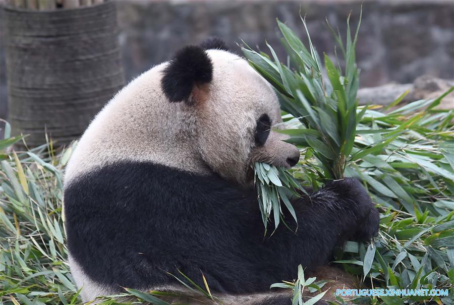 Casa de repouso para pandas idosos em Sichuan
