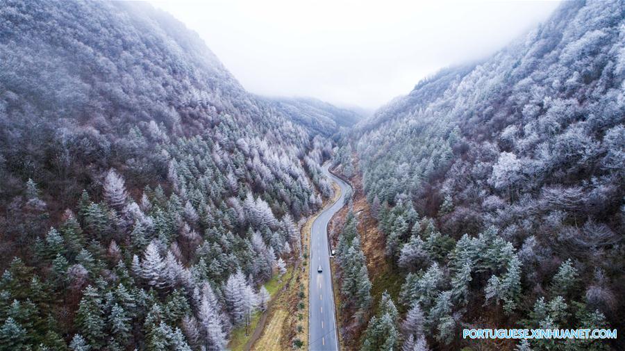 Floresta coberta de neve na regi?o de Shennongjia em Hubei