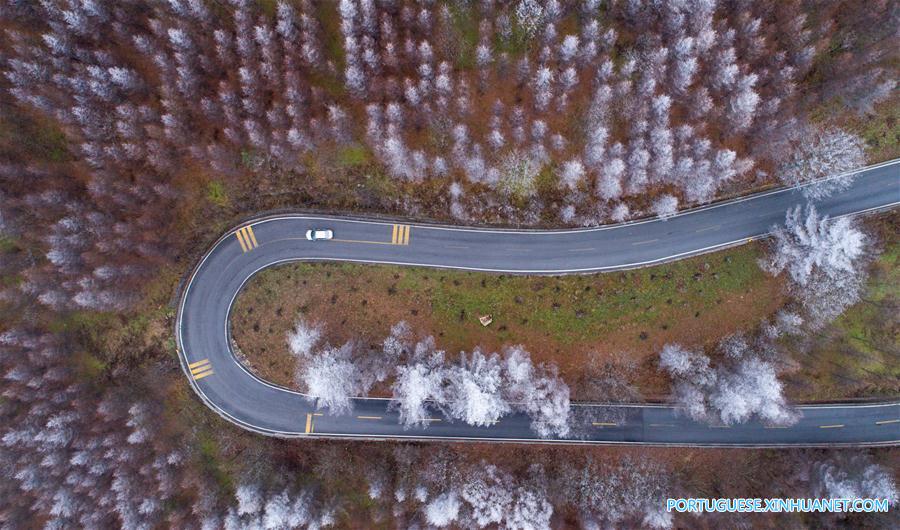 Floresta coberta de neve na regi?o de Shennongjia em Hubei