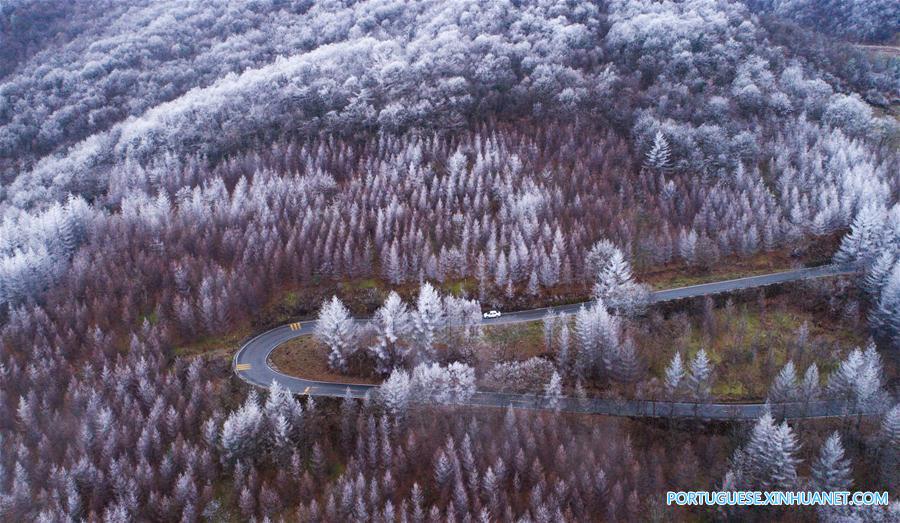 Floresta coberta de neve na regi?o de Shennongjia em Hubei