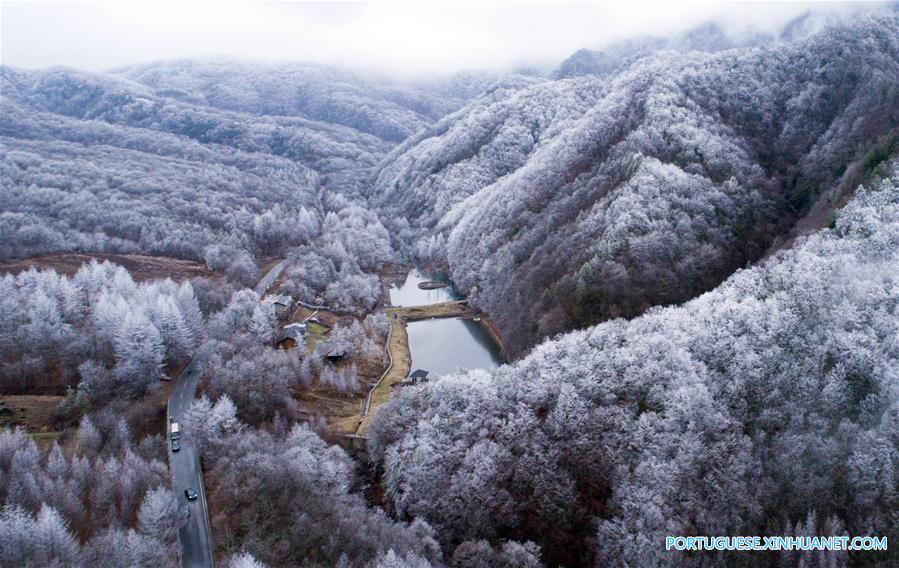 Floresta coberta de neve na regi?o de Shennongjia em Hubei