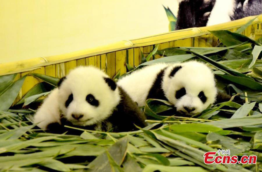 Pandas gêmeos nascidos em Guangzhou est?o saudáveis