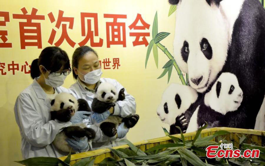 Pandas gêmeos nascidos em Guangzhou est?o saudáveis