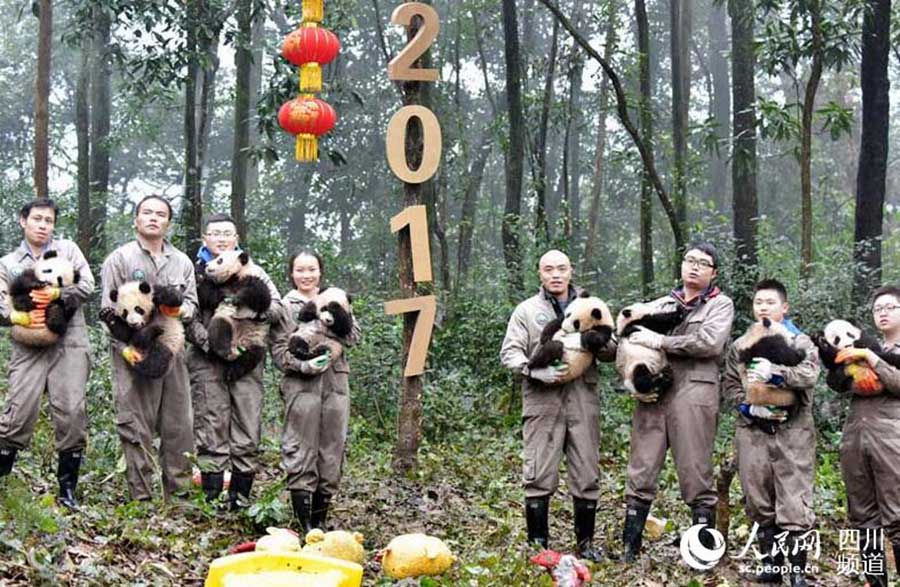 Crias de panda gigante posam para fotografia de ano novo