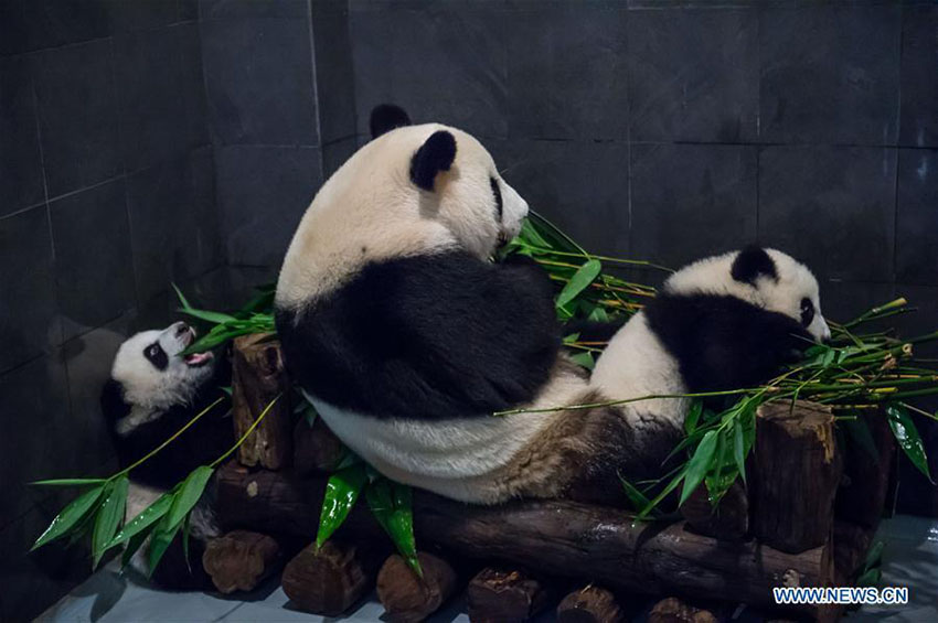 Família de pandas apresentada ao público geral em Macau