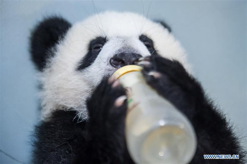 Família de pandas apresentada ao público geral em Macau