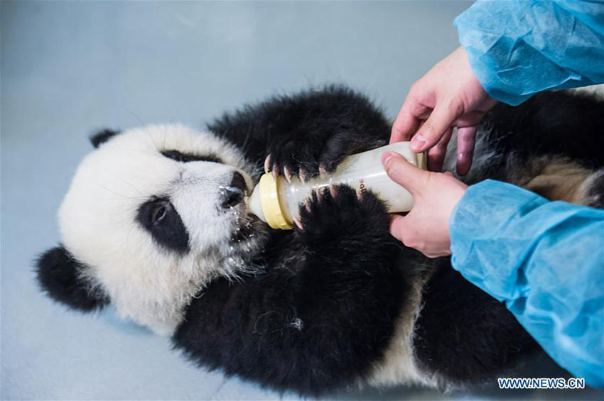 Família de pandas apresentada ao público geral em Macau