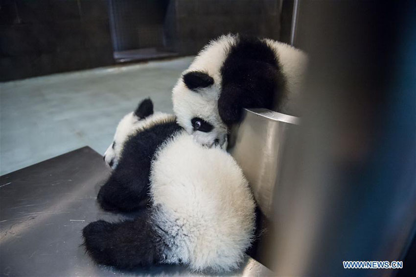 Família de pandas apresentada ao público geral em Macau