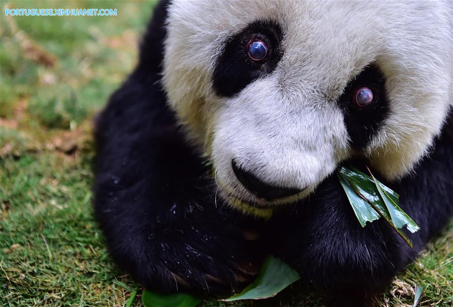 Panda-gigante mais velho do mundo comemora 37 anos de vida