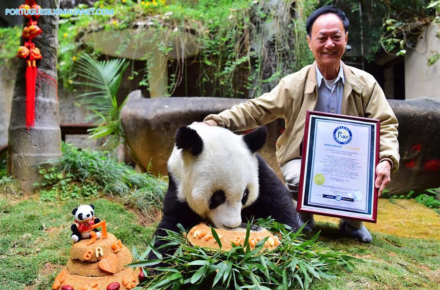 Panda-gigante mais velho do mundo comemora 37 anos de vida