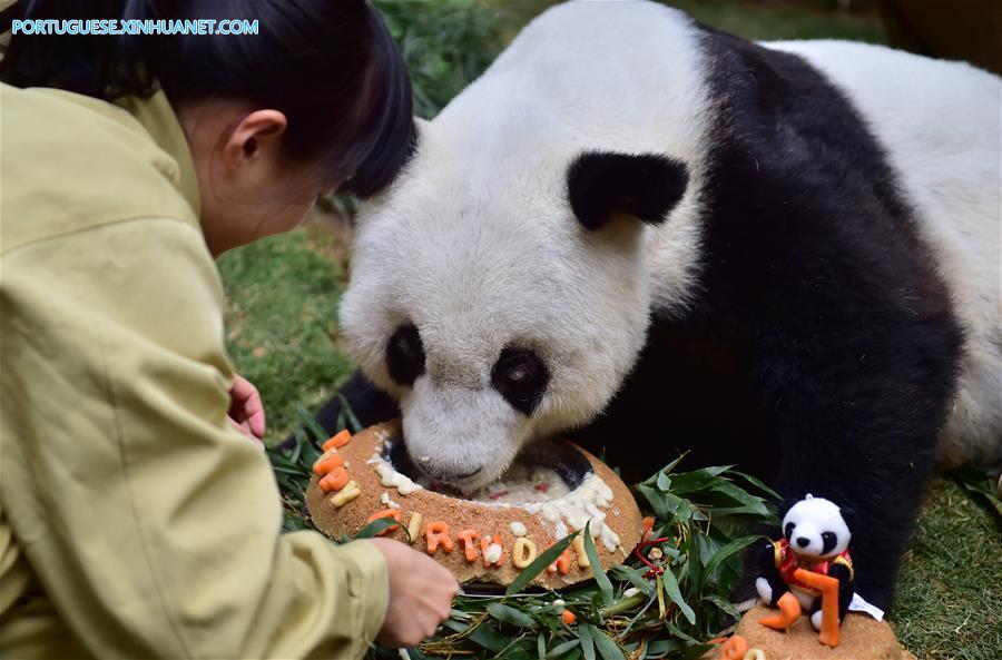 Panda-gigante mais velho do mundo comemora 37 anos de vida
