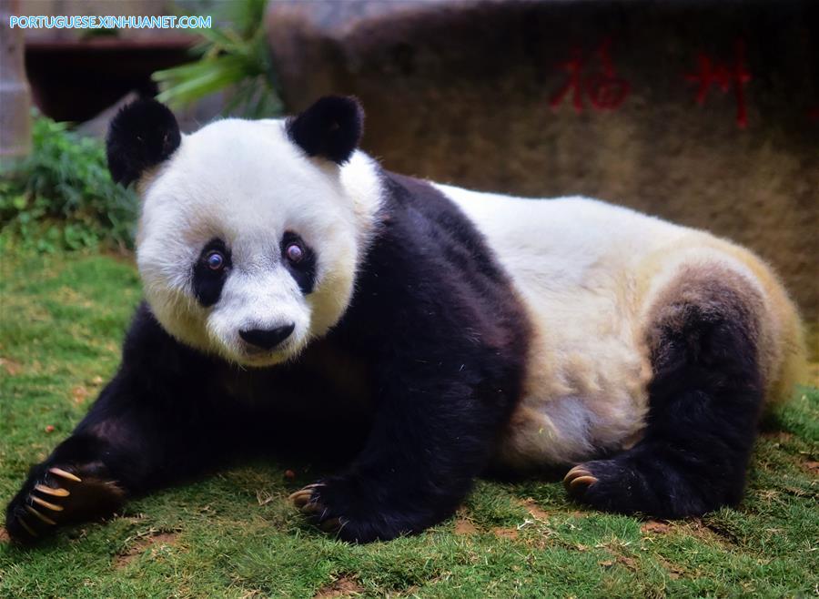 Panda-gigante mais velho do mundo comemora 37 anos de vida