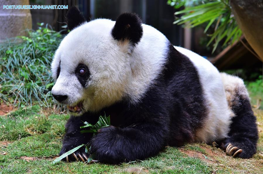 Panda-gigante mais velho do mundo comemora 37 anos de vida