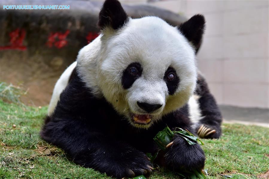 Panda-gigante mais velho do mundo comemora 37 anos de vida