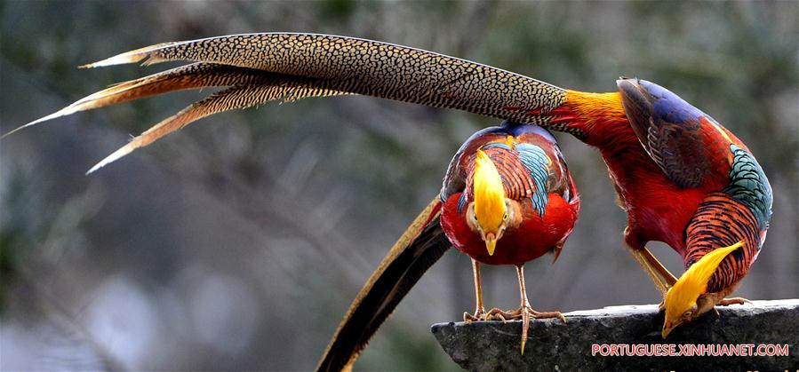 Fais?es-dourados na aldeia de Mengcun no centro da China
