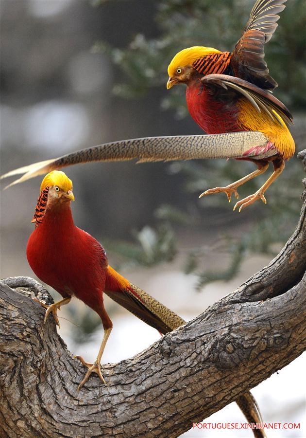 Fais?es-dourados na aldeia de Mengcun no centro da China