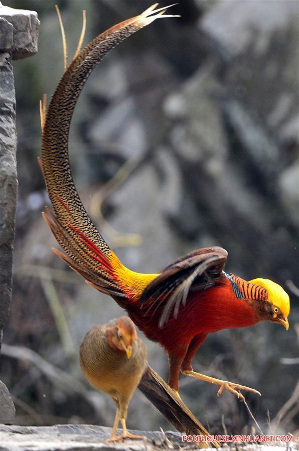 Fais?es-dourados na aldeia de Mengcun no centro da China