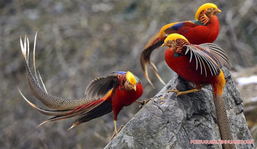 Fais?es-dourados na aldeia de Mengcun no centro da China