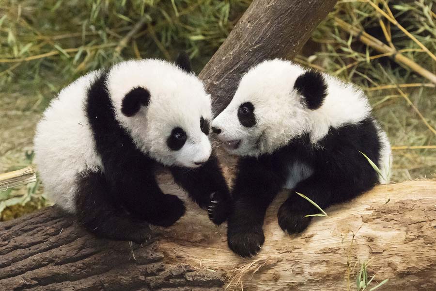 Pandas-gigantes que vivem no exterior felicitam o Ano Novo Lunar