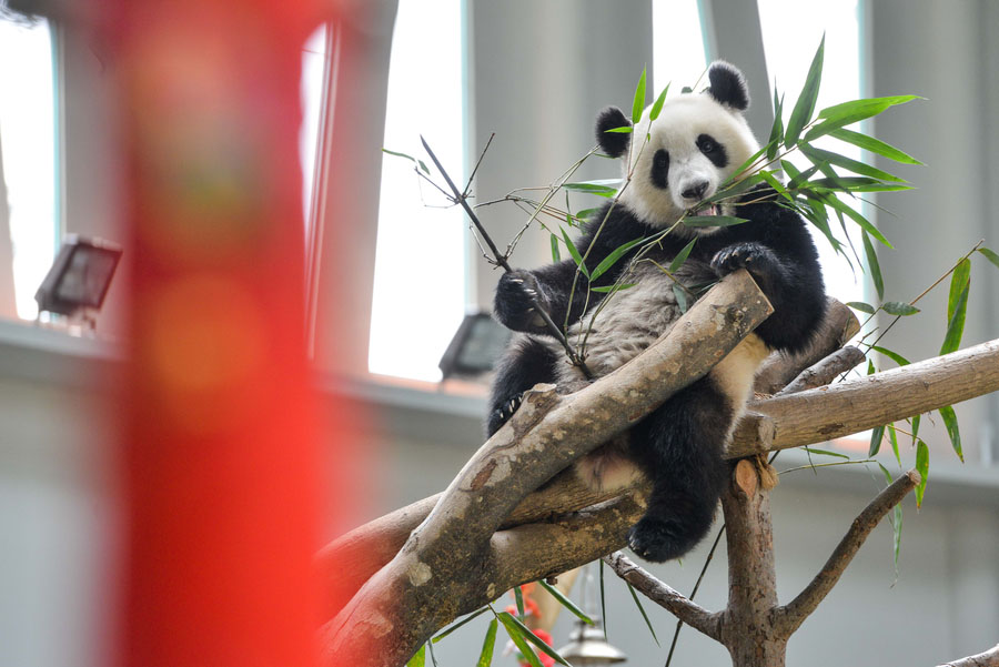 Pandas-gigantes que vivem no exterior felicitam o Ano Novo Lunar