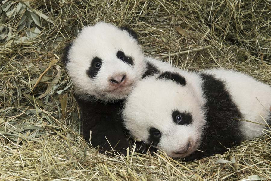 Pandas-gigantes que vivem no exterior felicitam o Ano Novo Lunar