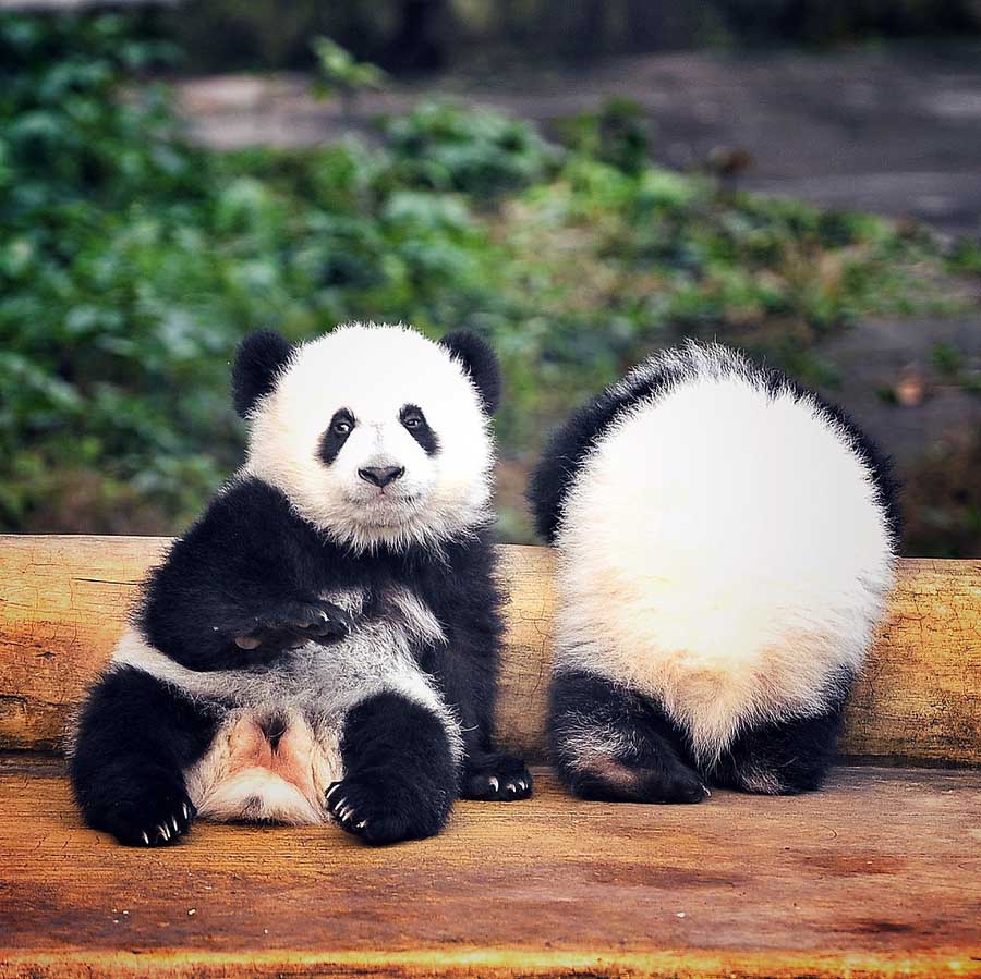 Pandas gêmeos apresentados ao público em Chongqing
