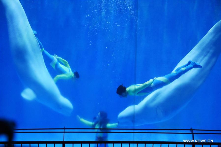 Baleias belugas fazem apresenta??o de dan?a no Harbin Polarland